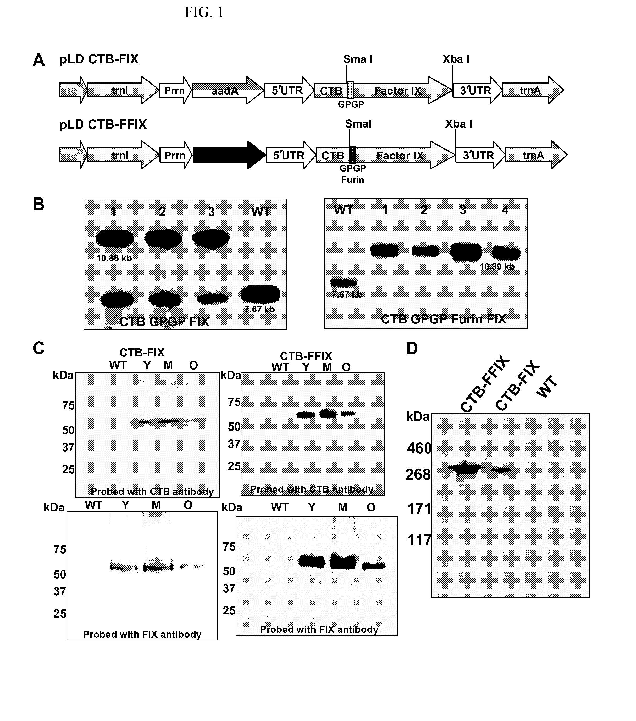 Administration of plant expressed oral tolerance agents