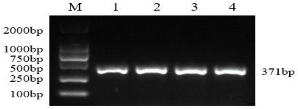 SNP (Single Nucleotide Polymorphism) marker for influencing wool length of alpine merino sheep and application of SNP marker