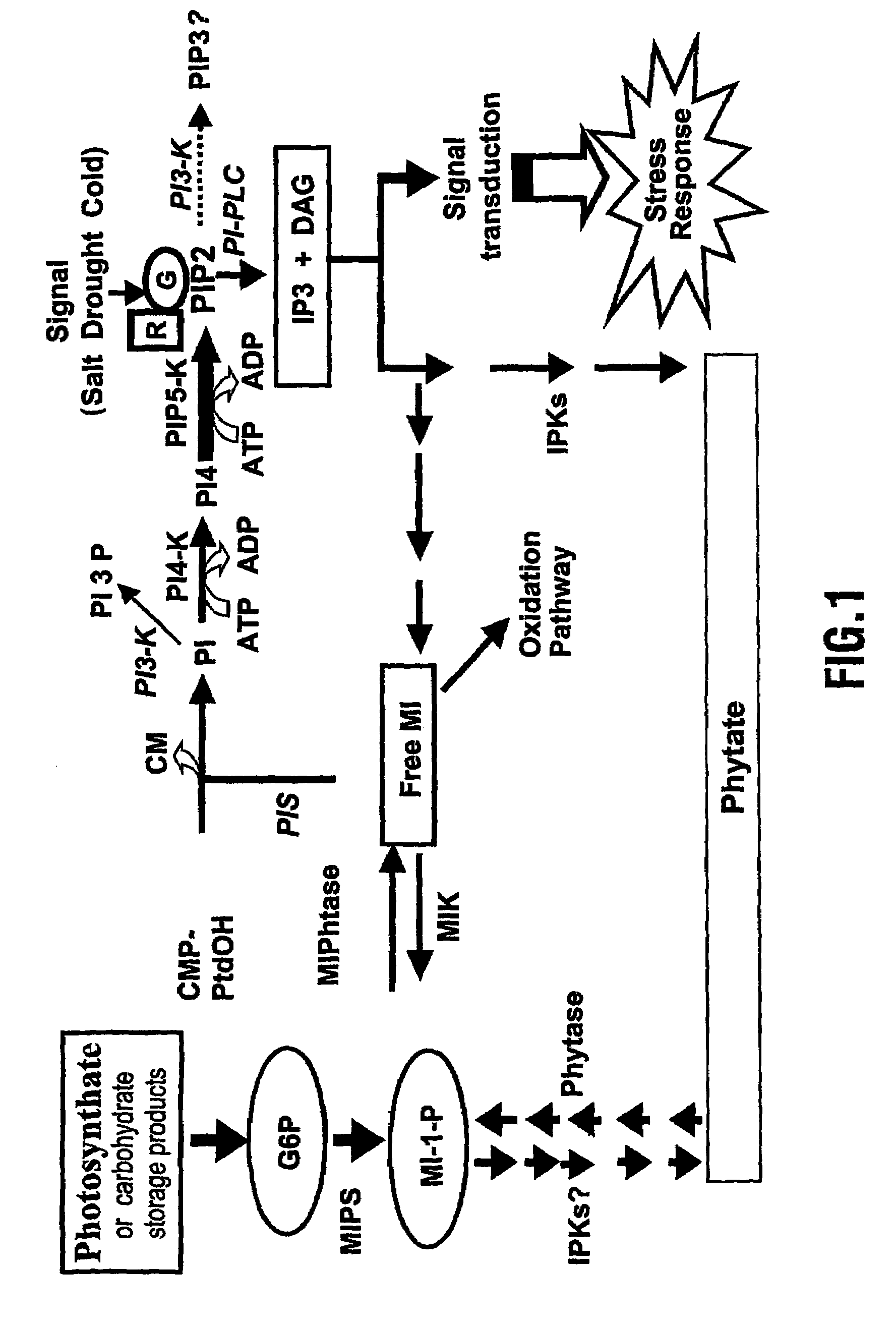 Methods for modifying plant responses to stress and correspondingly derived plants