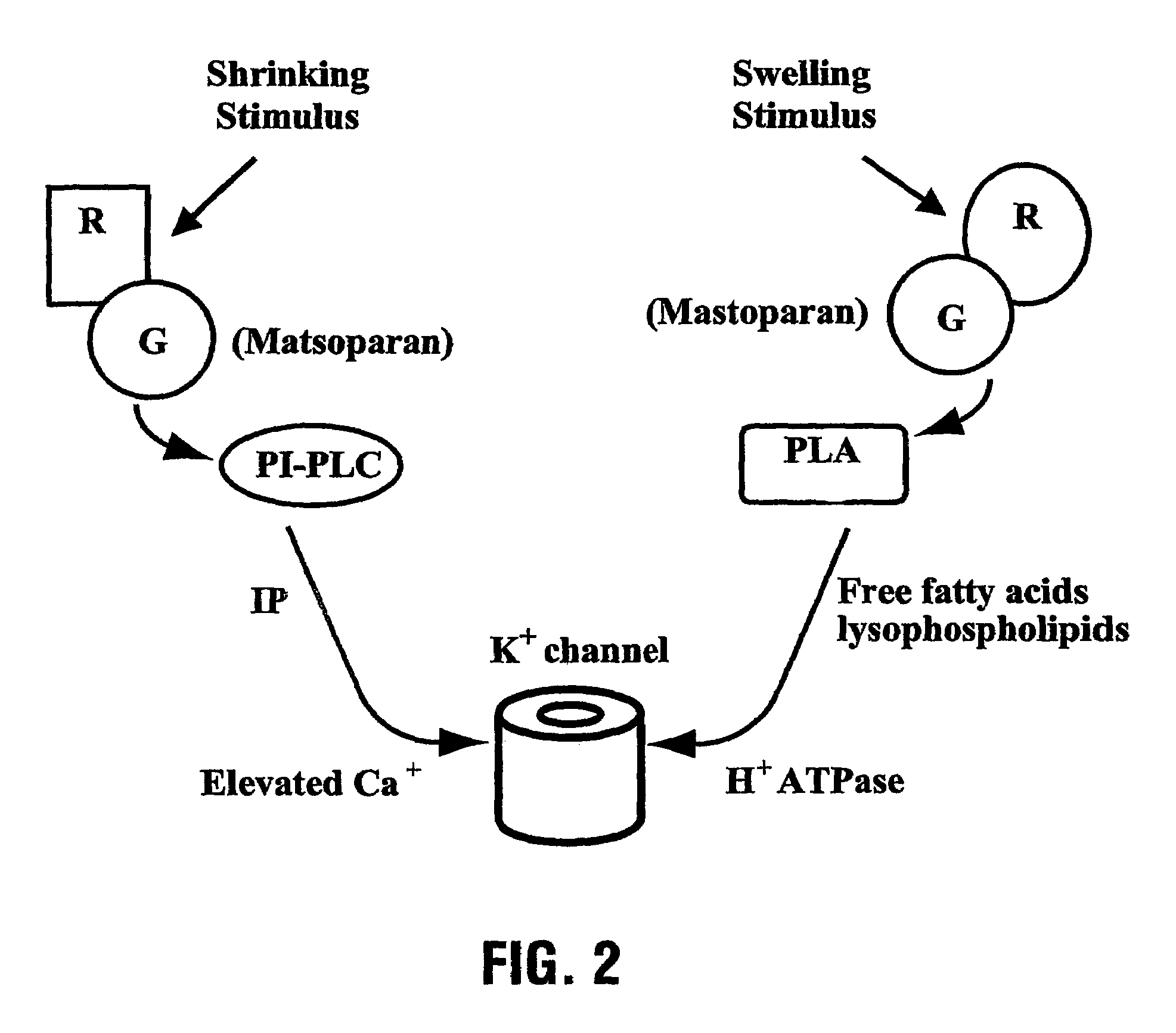 Methods for modifying plant responses to stress and correspondingly derived plants