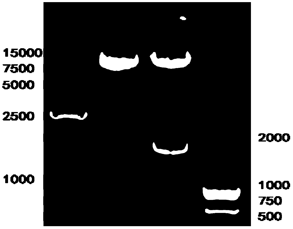 Chimeric antigen receptor and its gene and recombinant expression vector, carmsln-nkt cell and its preparation method and application