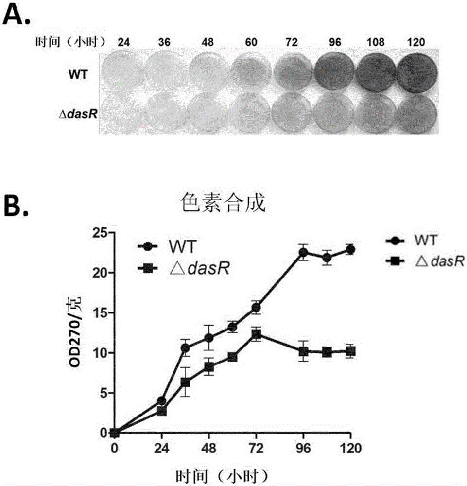 Method for synthesizing secondary metabolites of saccharopolyspora erythraea by controlling gene dasR and application of gene dasR