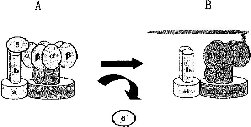 Nanometer biological robot and application thereof