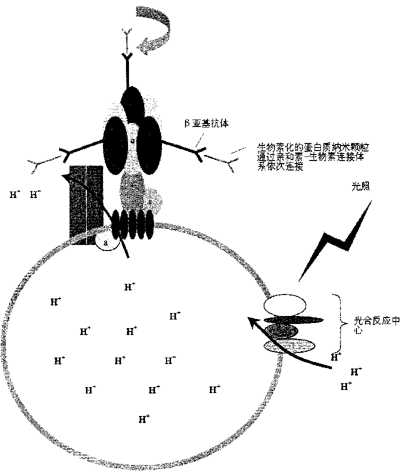 Nanometer biological robot and application thereof