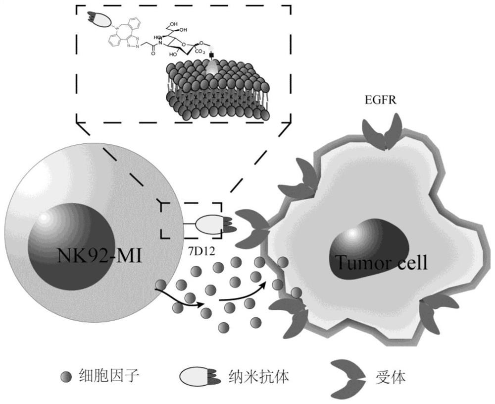 Anti-tumor immune cell based on ligand-targeted cell conjugate (LTCC) technology as well as preparation method and application of anti-tumor immune cell