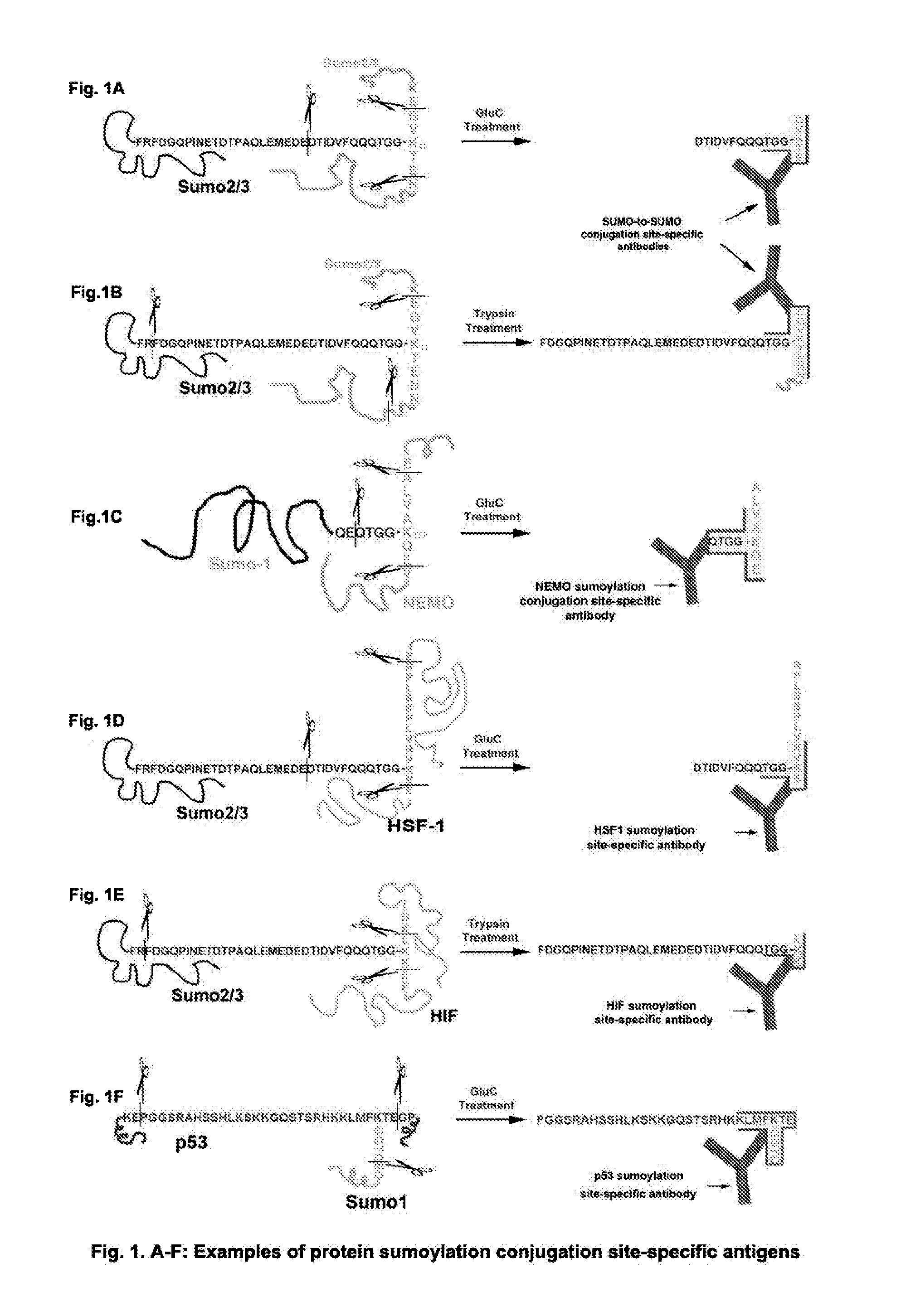 Methods of Detecting Conjugation Site-Specific and Hidden Epitope/Antigen