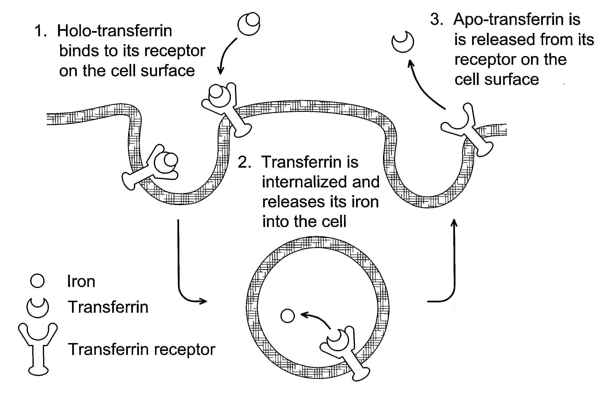 Cancer drug delivery using modified transferrin