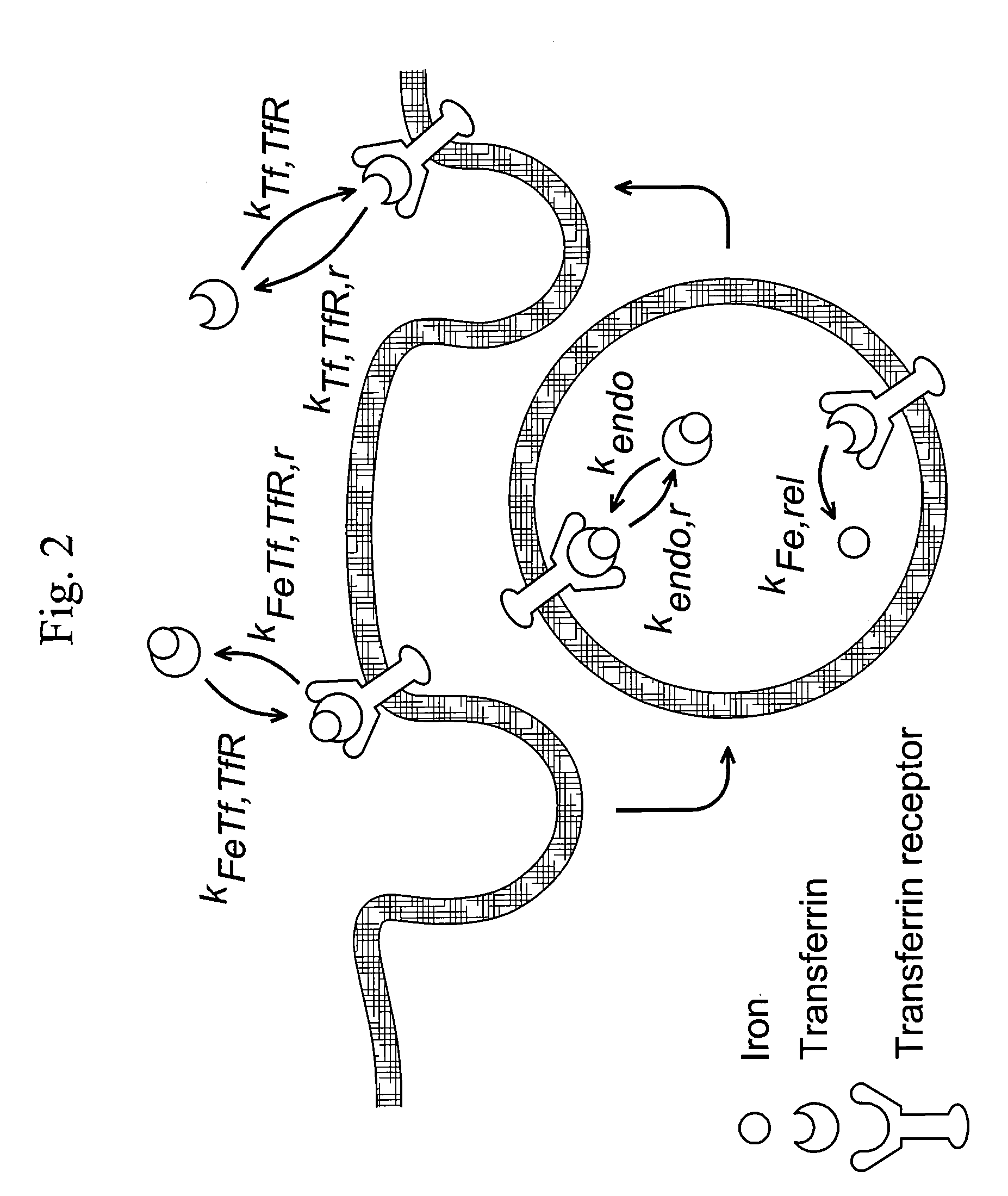 Cancer drug delivery using modified transferrin