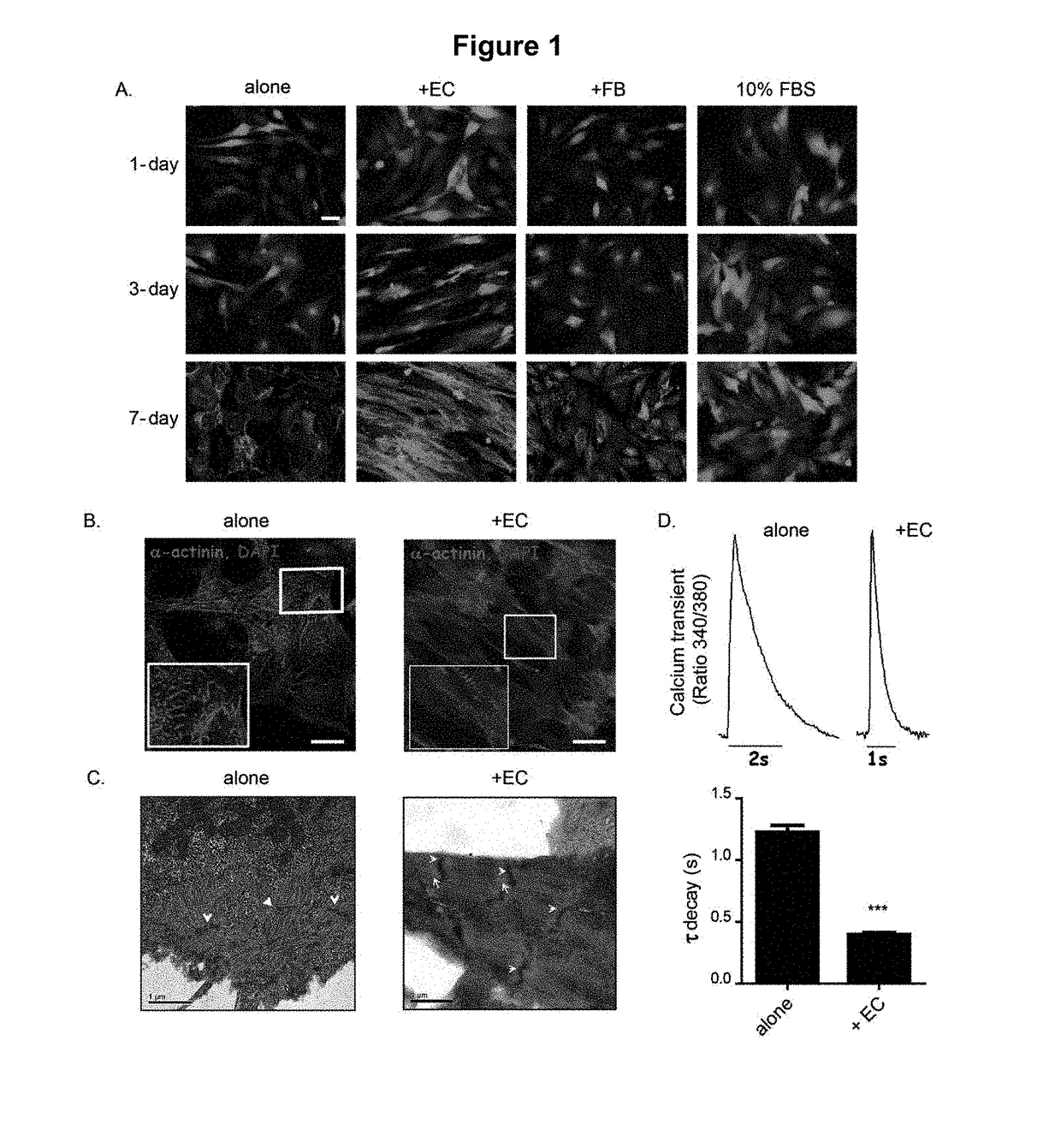 Methods for enhancing maturation of cardiomyocytes