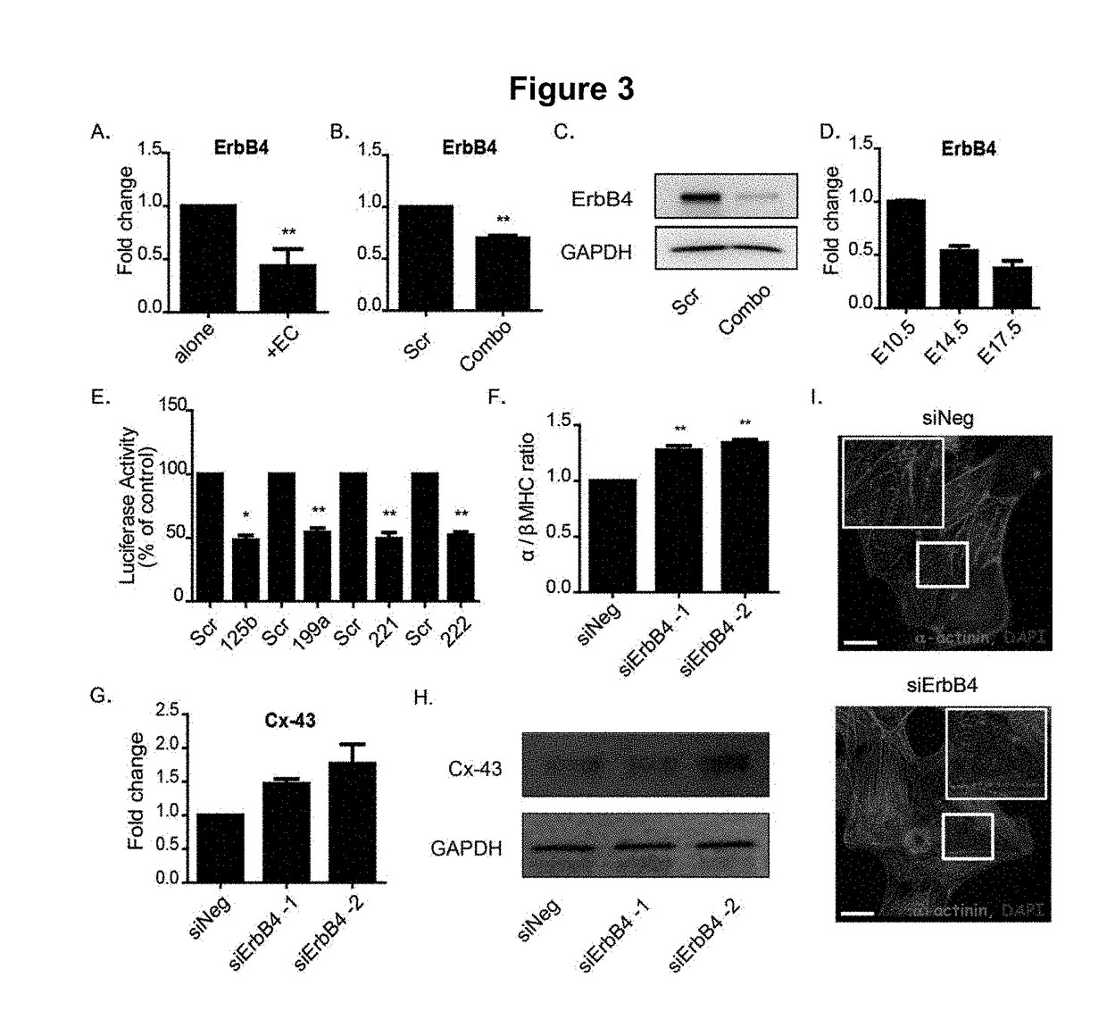 Methods for enhancing maturation of cardiomyocytes