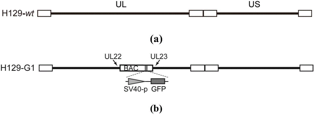 Anterograde monosynaptic transneuronal tracking system