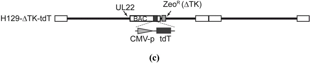 Anterograde monosynaptic transneuronal tracking system