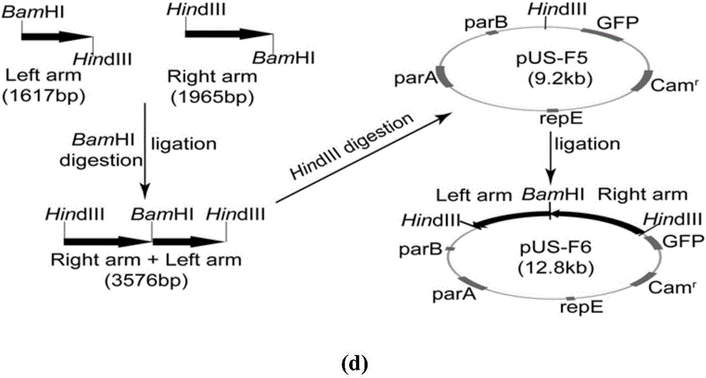 Anterograde monosynaptic transneuronal tracking system