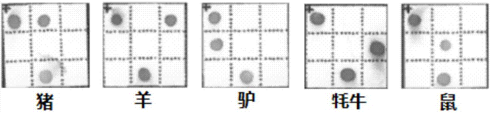 Kit for detection of animal origin components and detection method