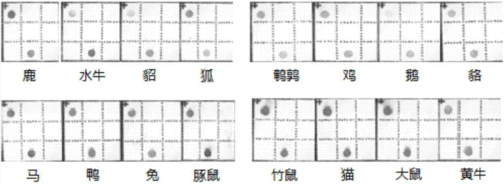 Kit for detection of animal origin components and detection method