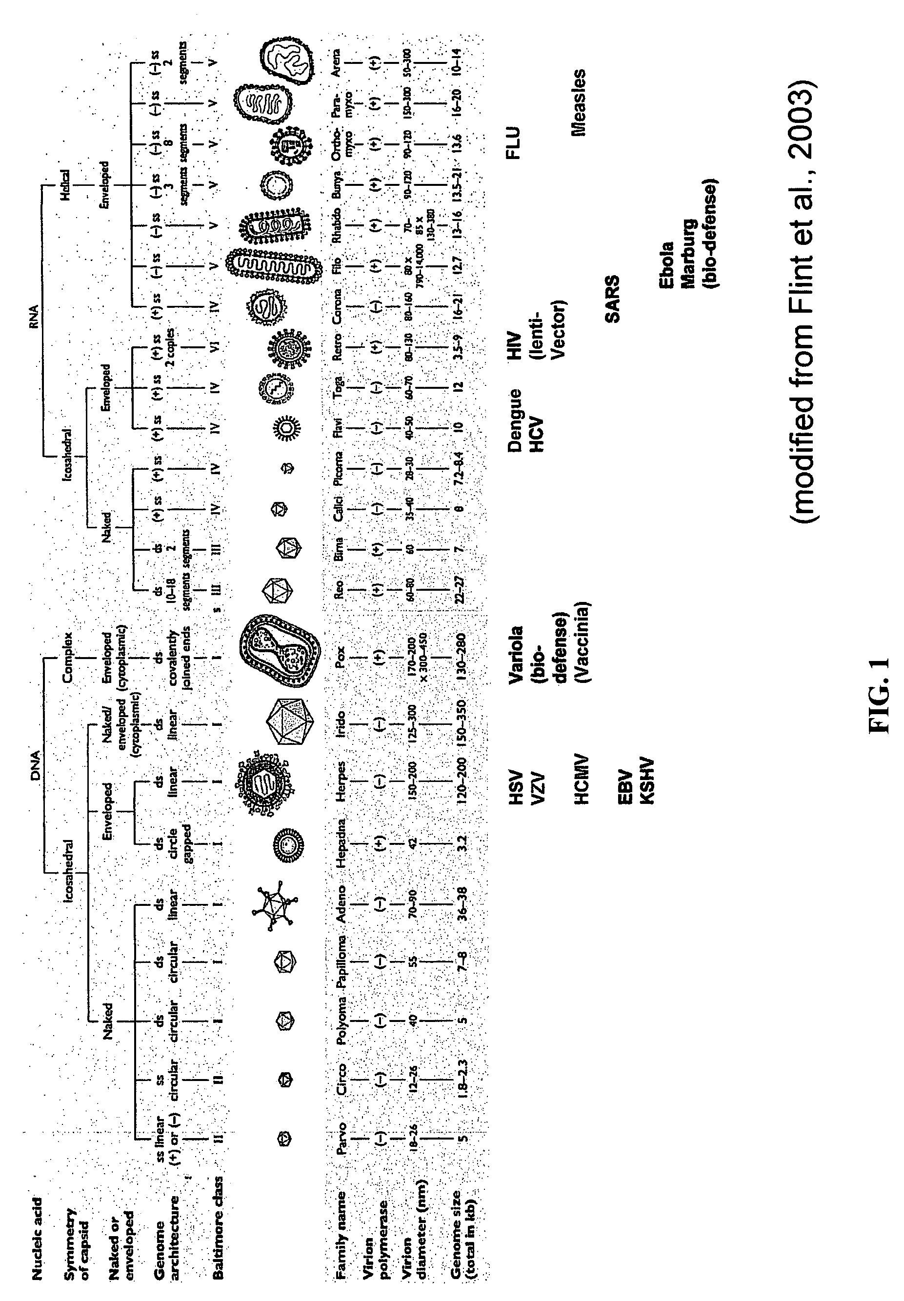 Treatment of viral infections by modulation of host cell metabolic pathways