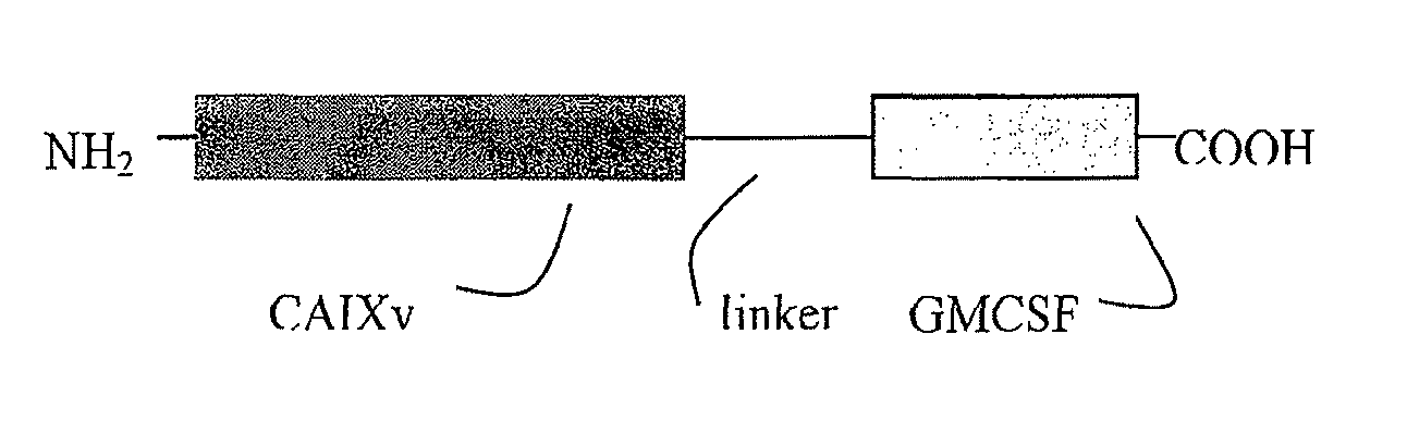 Fusion molecule based on novel TAA variant