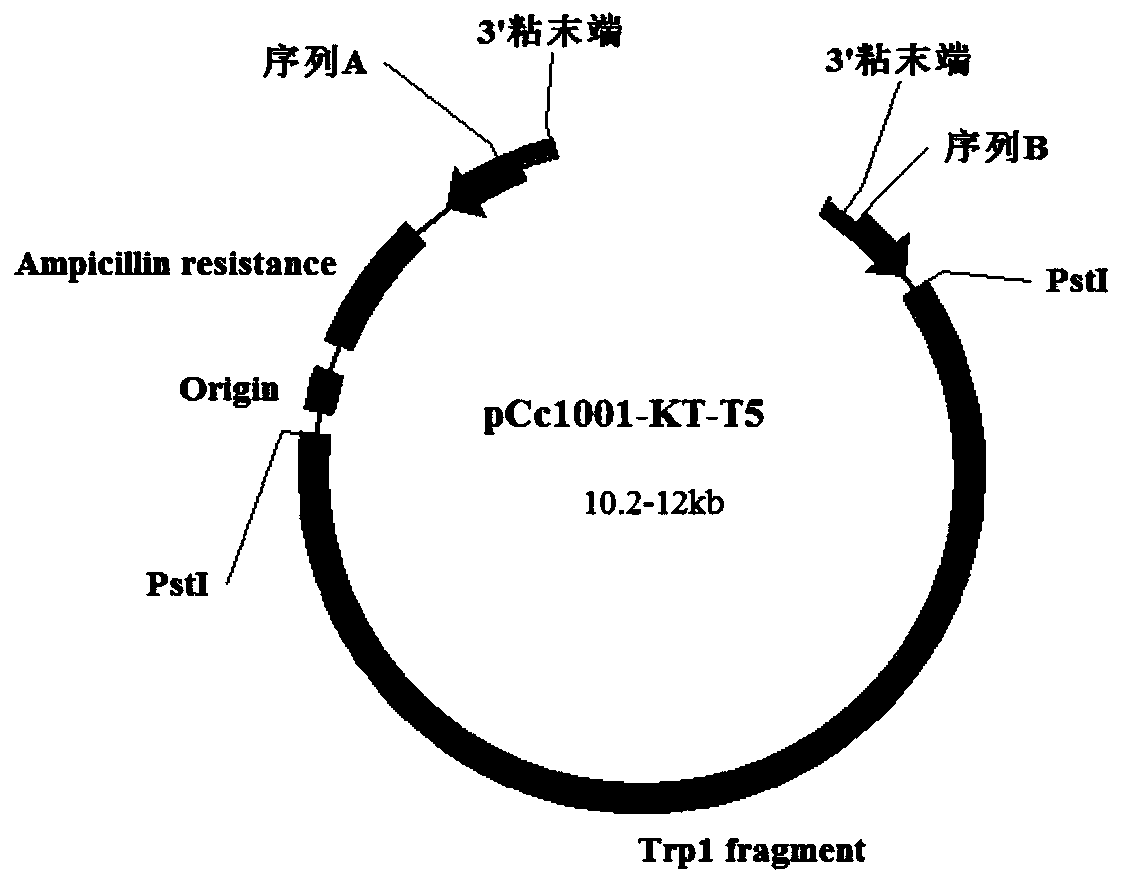 A method for high-accuracy site-specific gene knockout in Coprinus cinerea