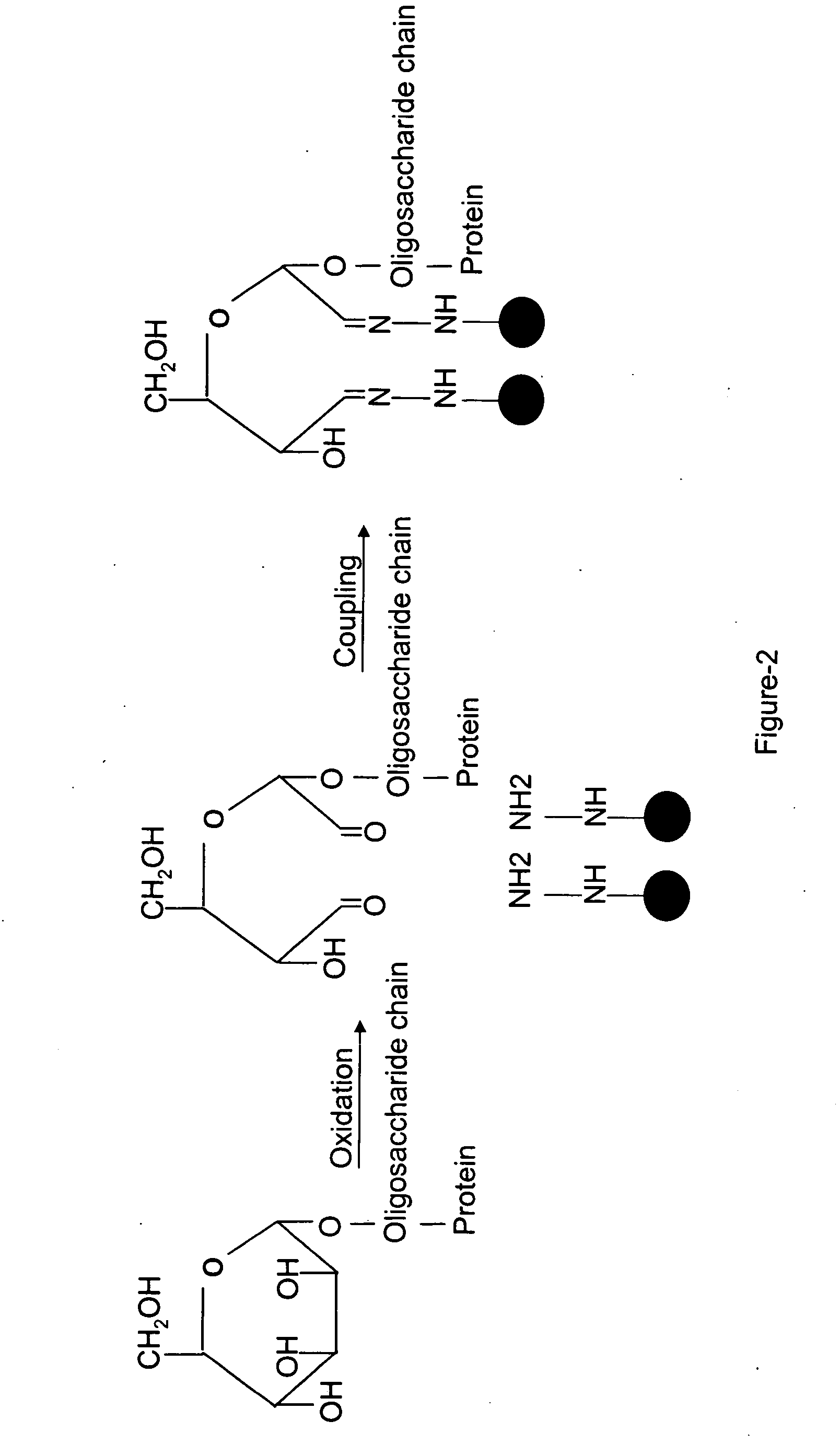 Methods for quantitative proteome analysis of glycoproteins