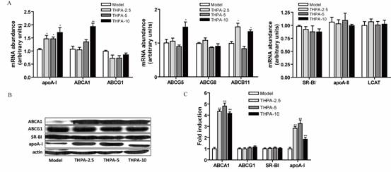 Application of triacetyl-3-hydroxyphenyladenosine (THPA) in pharmacy