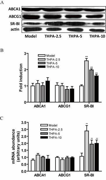 Application of triacetyl-3-hydroxyphenyladenosine (THPA) in pharmacy