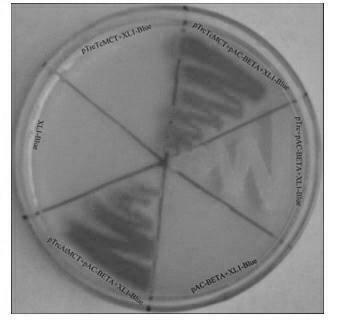 Coding sequence of taxus chinensis 2-C-Methyl-D-erythritol4-phosphatecytidyltransferase protein and application thereof