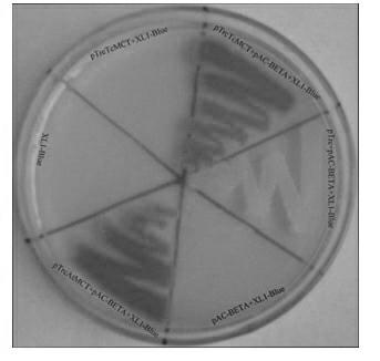 Coding sequence of taxus chinensis 2-C-Methyl-D-erythritol4-phosphatecytidyltransferase protein and application thereof