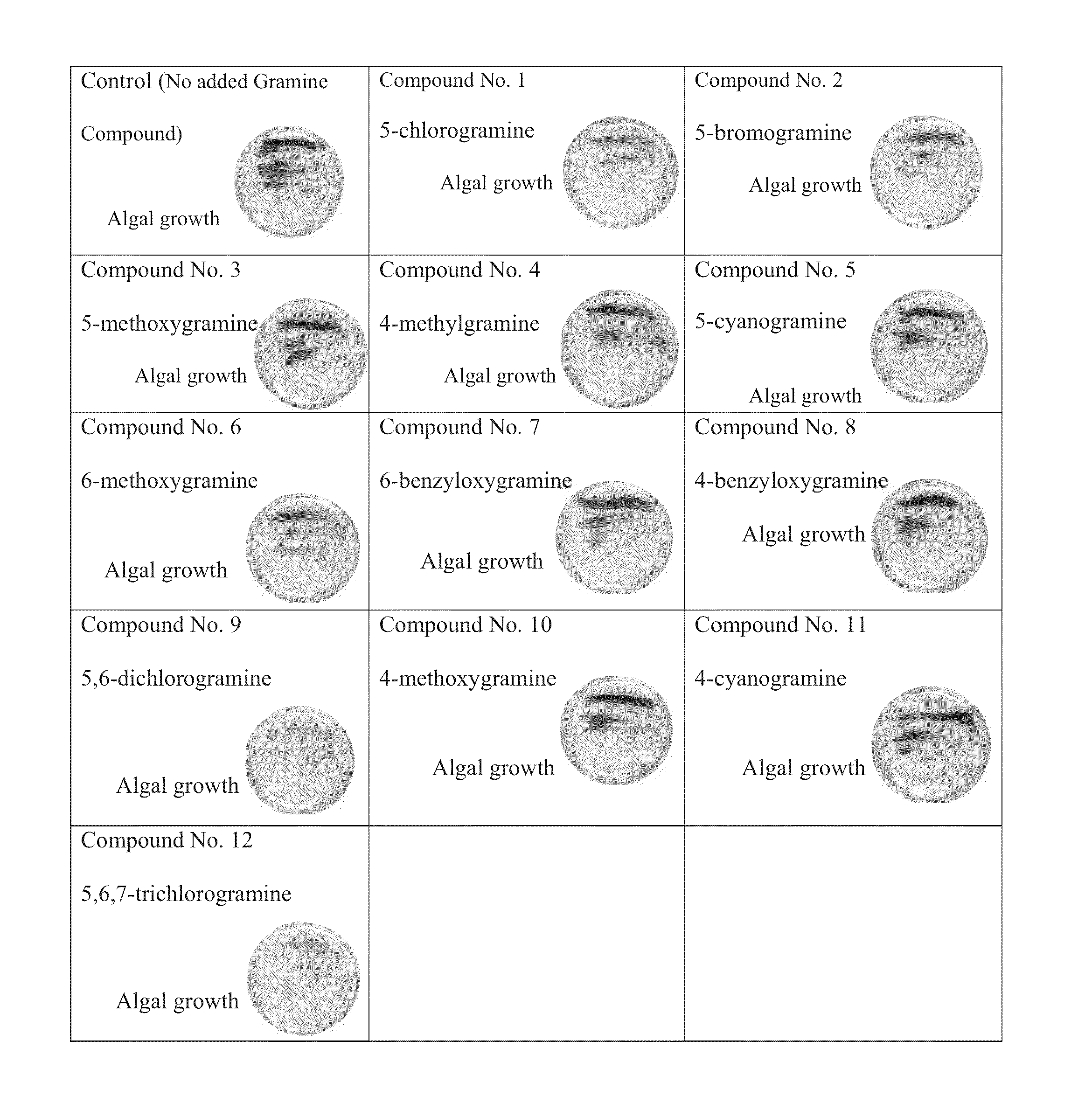 Methods of inhibiting cyanobacteria growth by administering gramine derivatives