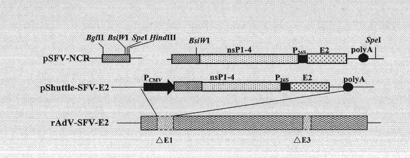 Adenovirus/viruses A replicon chimeric vector hogcholeravaccine and application thereof