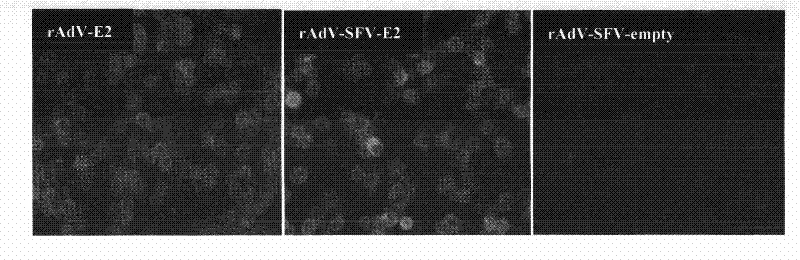 Adenovirus/viruses A replicon chimeric vector hogcholeravaccine and application thereof