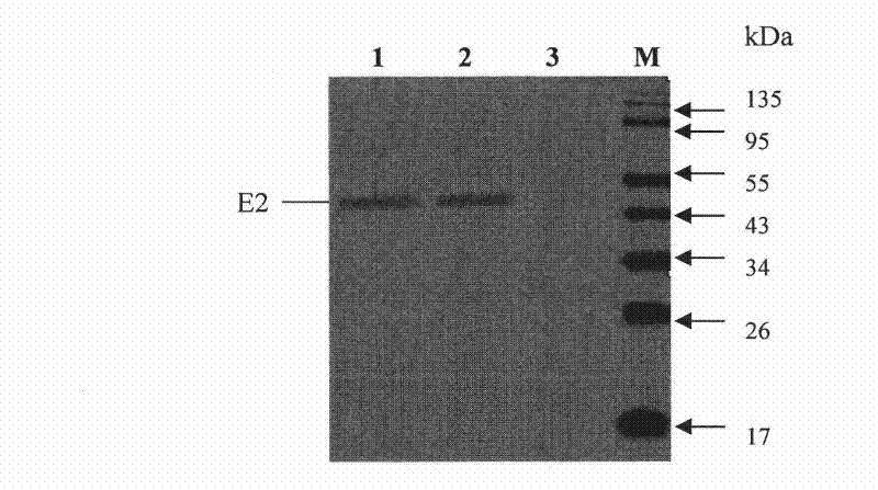 Adenovirus/viruses A replicon chimeric vector hogcholeravaccine and application thereof