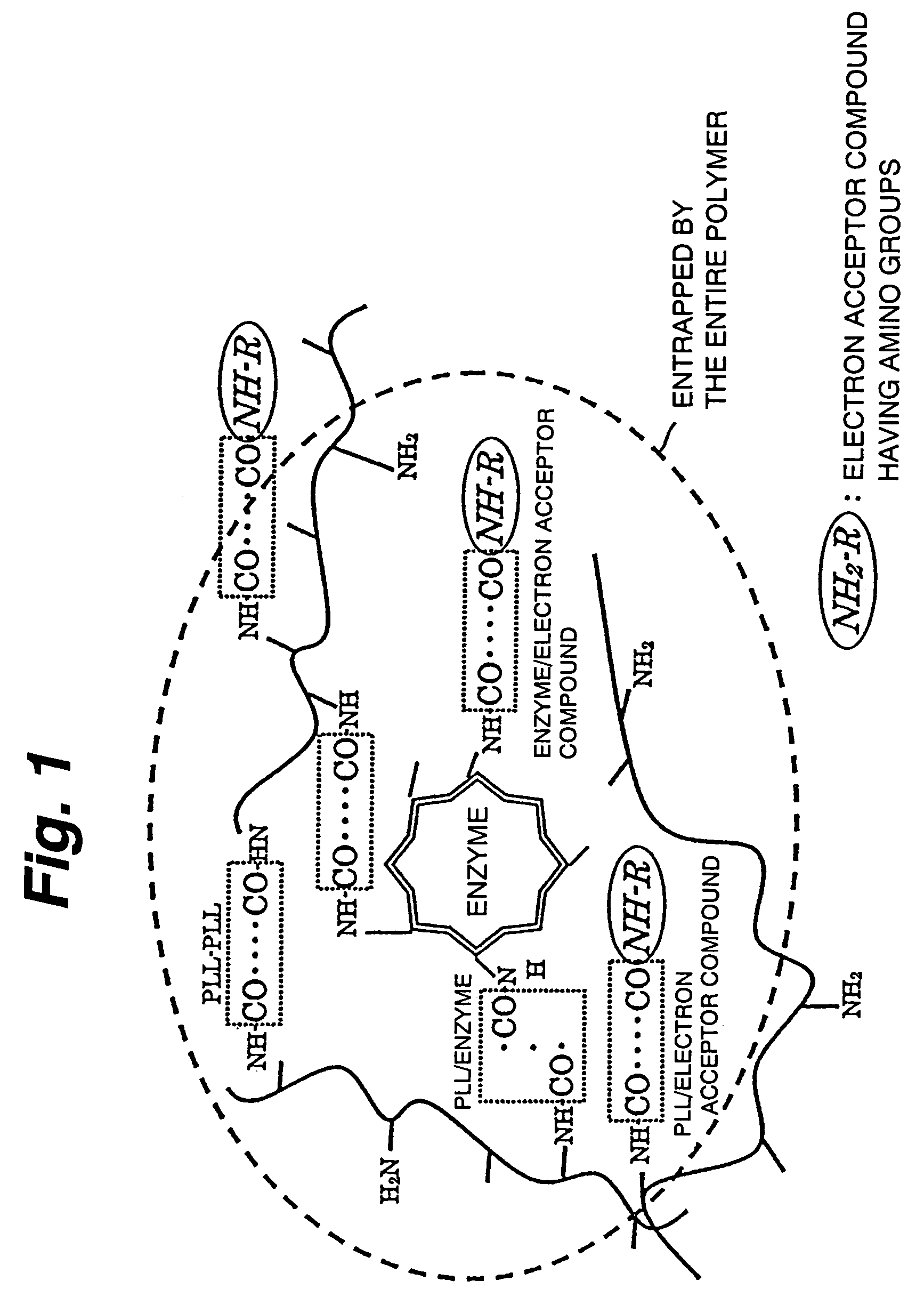 Immobilization support, process for producing the same, electrode, process for producing the same, electrode reaction utilizing apparatus and process for producing the same