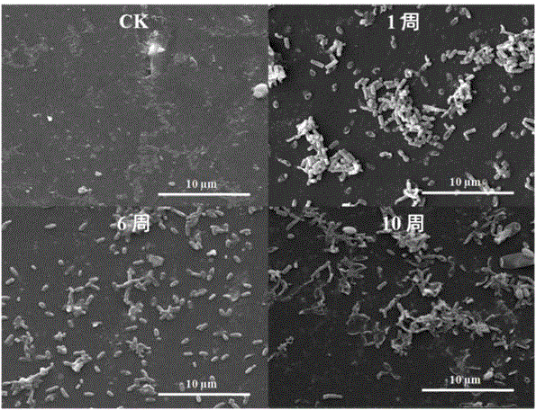 Space methylobacterium LCT-S10-2