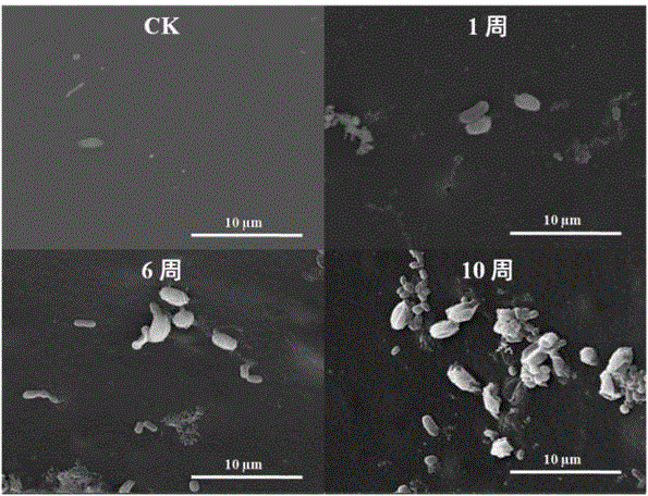 Space methylobacterium LCT-S10-2