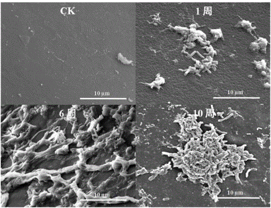 Space methylobacterium LCT-S10-2