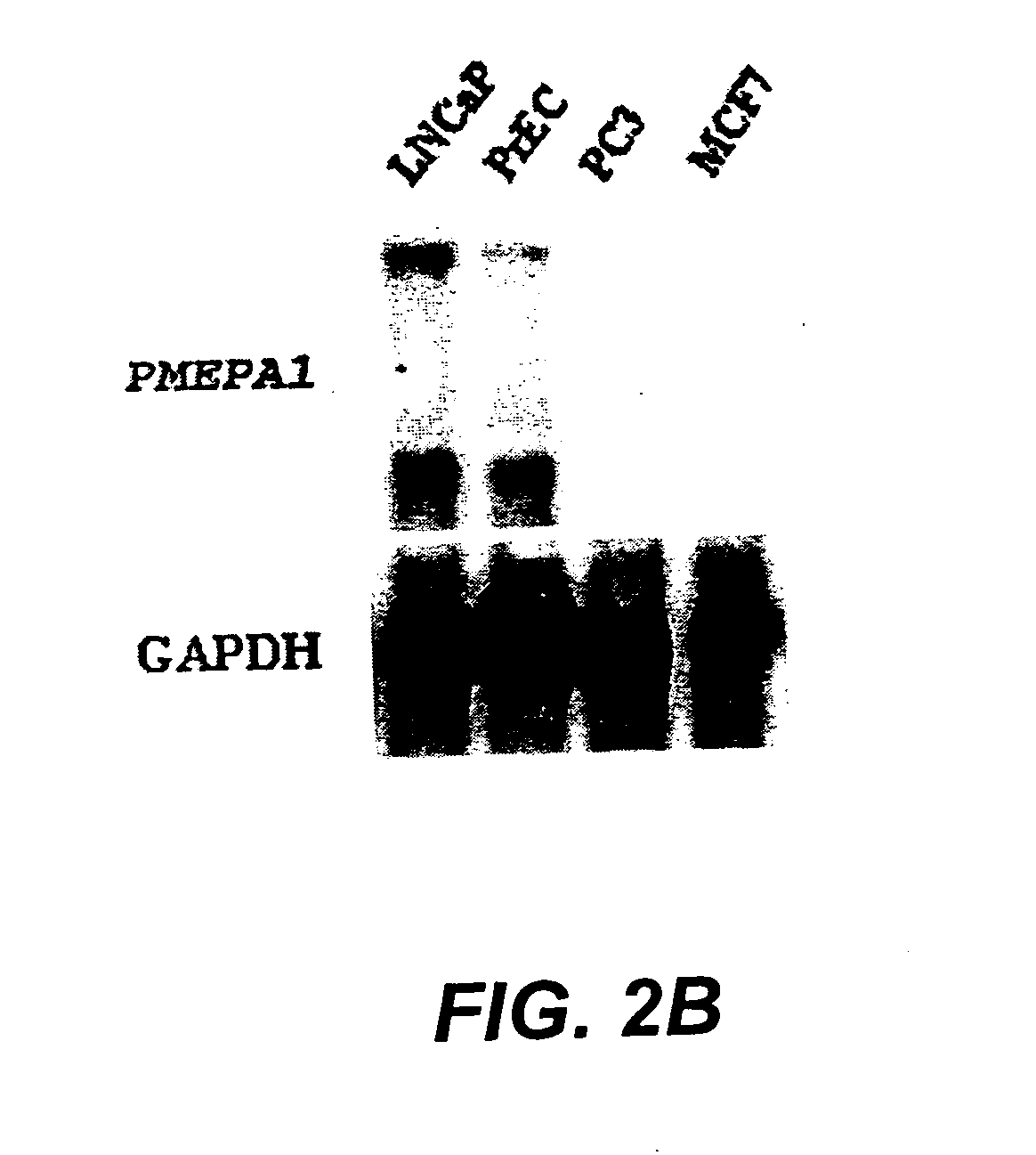 Androgen-regulated PMEPA1 gene and polypeptides