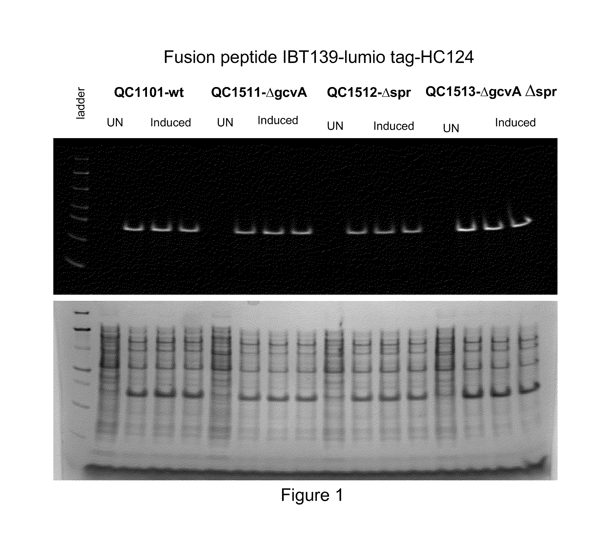 Gene knockout mutations that increase peptide production