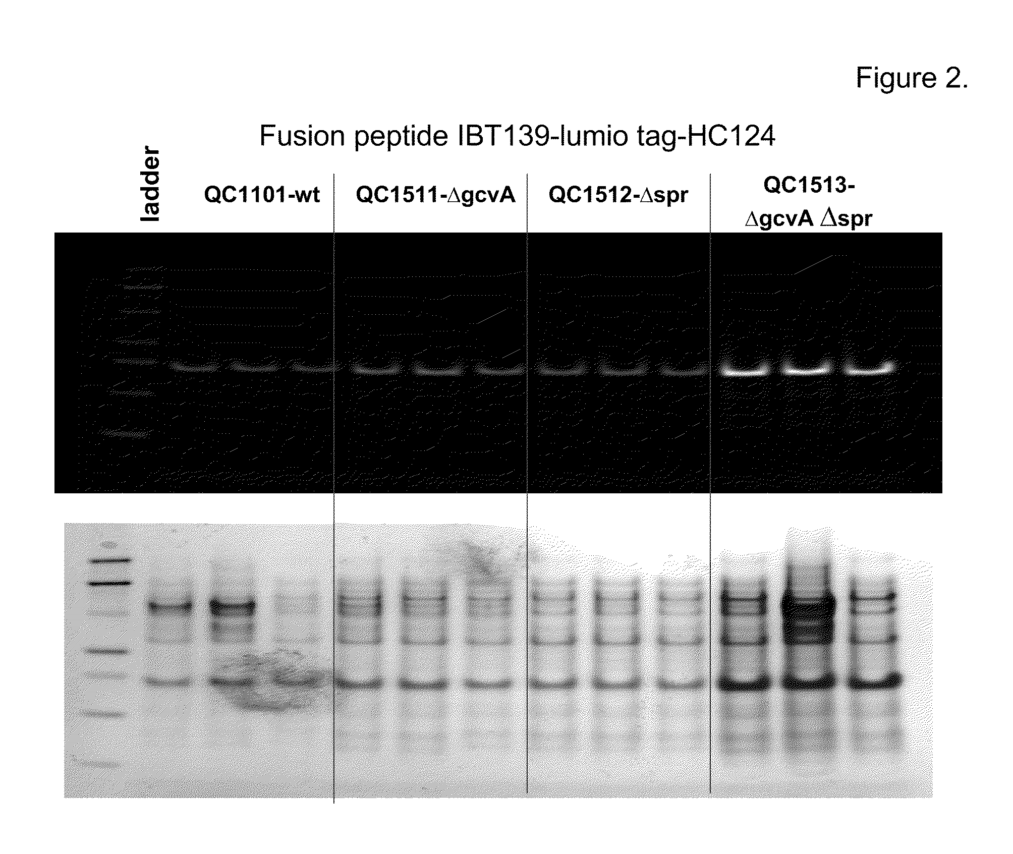 Gene knockout mutations that increase peptide production