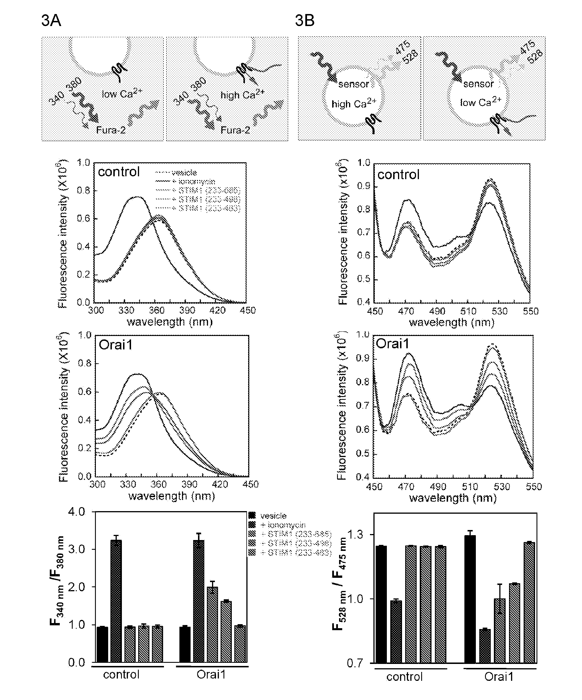 Assay for ORAI calcium channel regulators