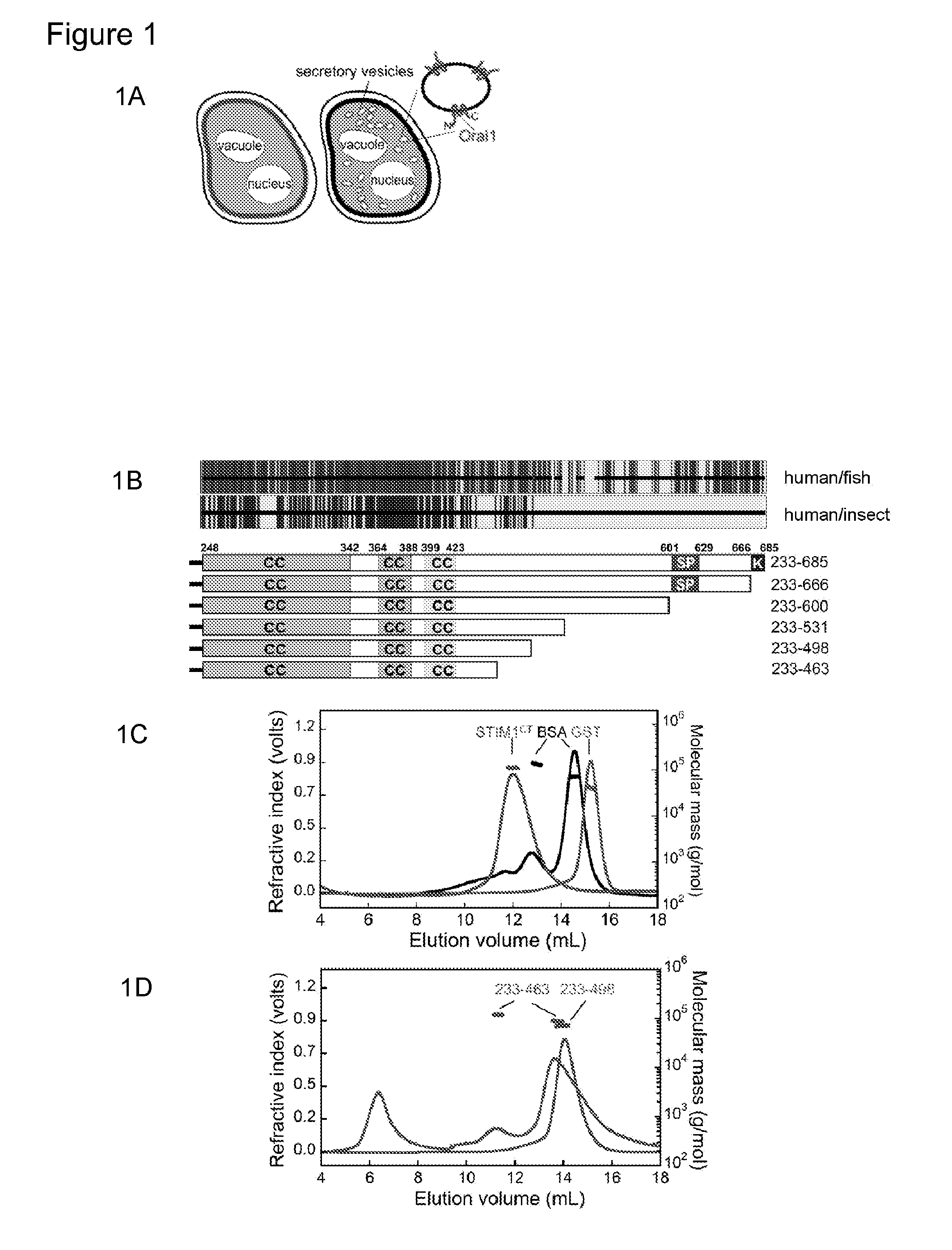 Assay for ORAI calcium channel regulators