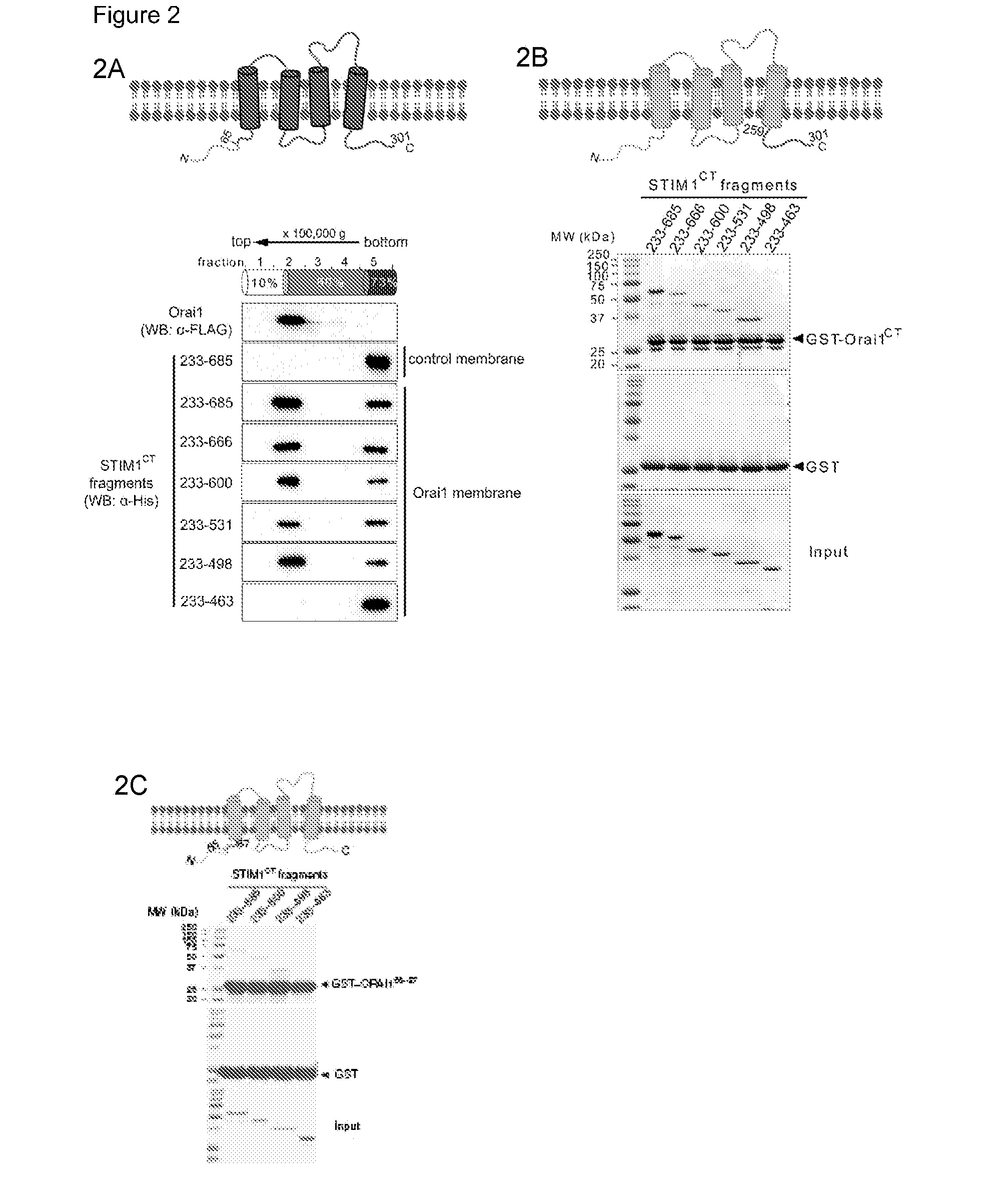 Assay for ORAI calcium channel regulators