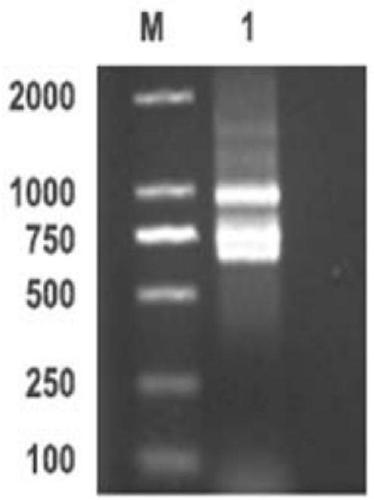 Anti-PD-L1 nano antibody and coding sequence, preparation method and application thereof