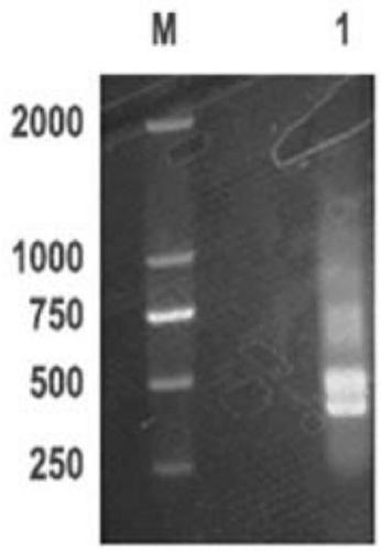 Anti-PD-L1 nano antibody and coding sequence, preparation method and application thereof