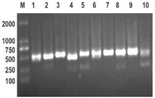 Anti-PD-L1 nano antibody and coding sequence, preparation method and application thereof