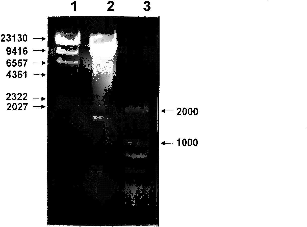 Use of autophagy (B-cell apoptosis) inhibitor