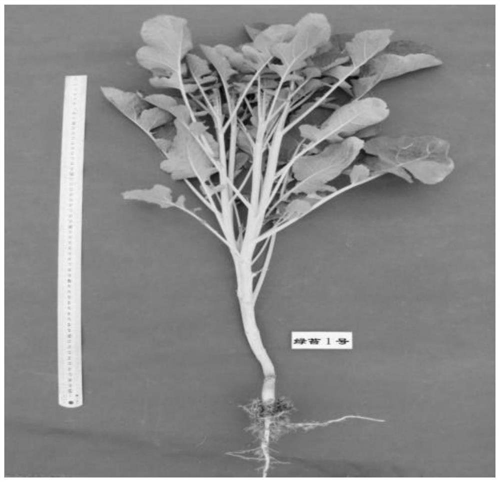 Breeding method of a multi-main shoot clustered rapeseed variety