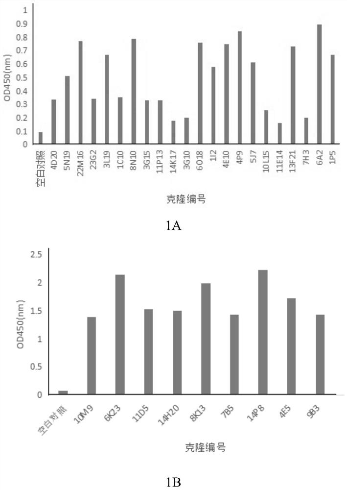 Antibody aiming at human complement protein C5 and application thereof