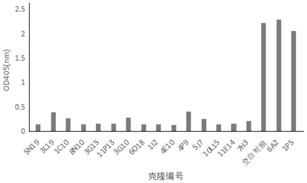 Antibody aiming at human complement protein C5 and application thereof