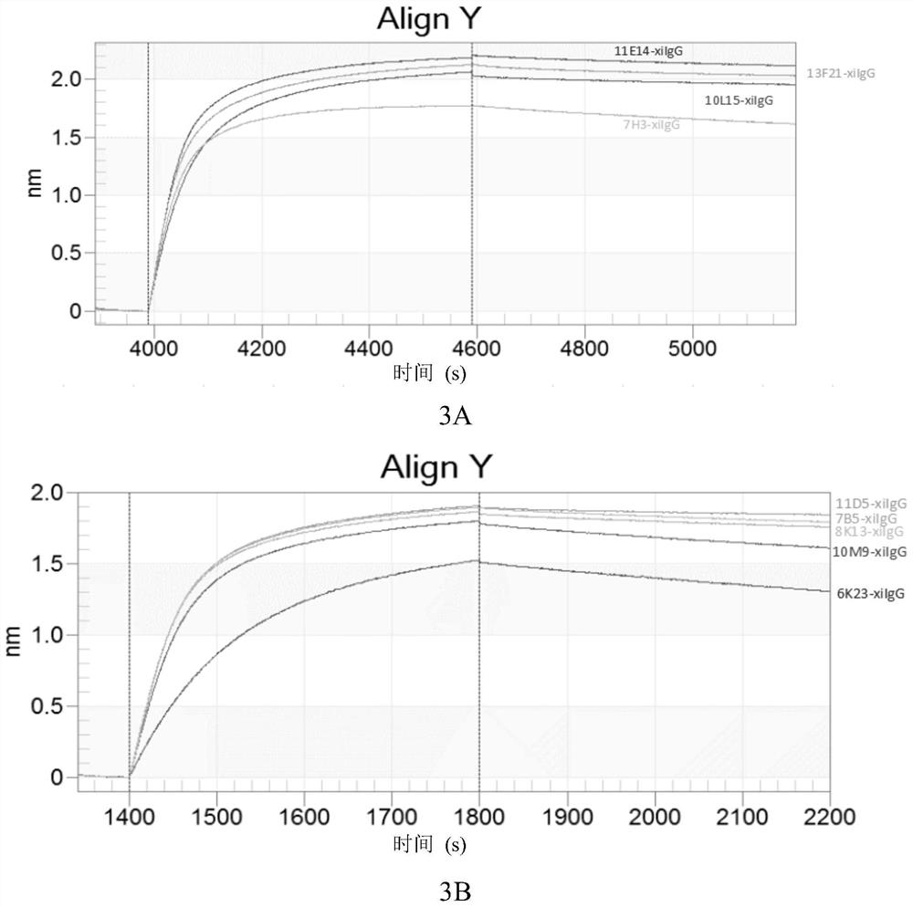 Antibody aiming at human complement protein C5 and application thereof