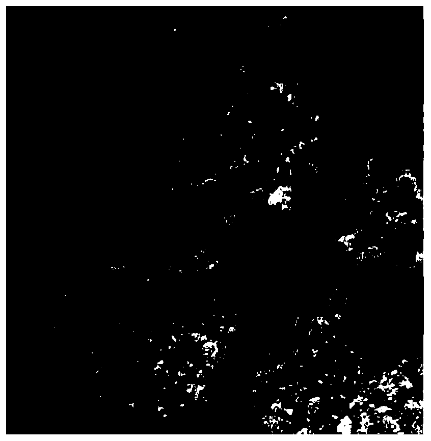 Embryogenic calli induction and proliferation method of pinus elliottii engelm